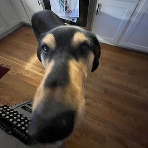 Meet your Posher, Chloe